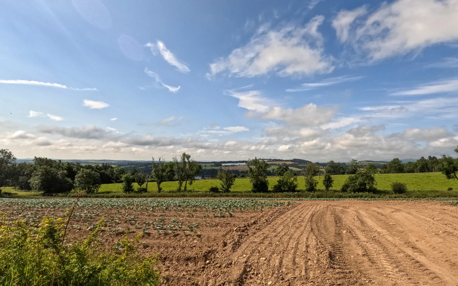 Young crop plants growing in prepared agricultural field rows