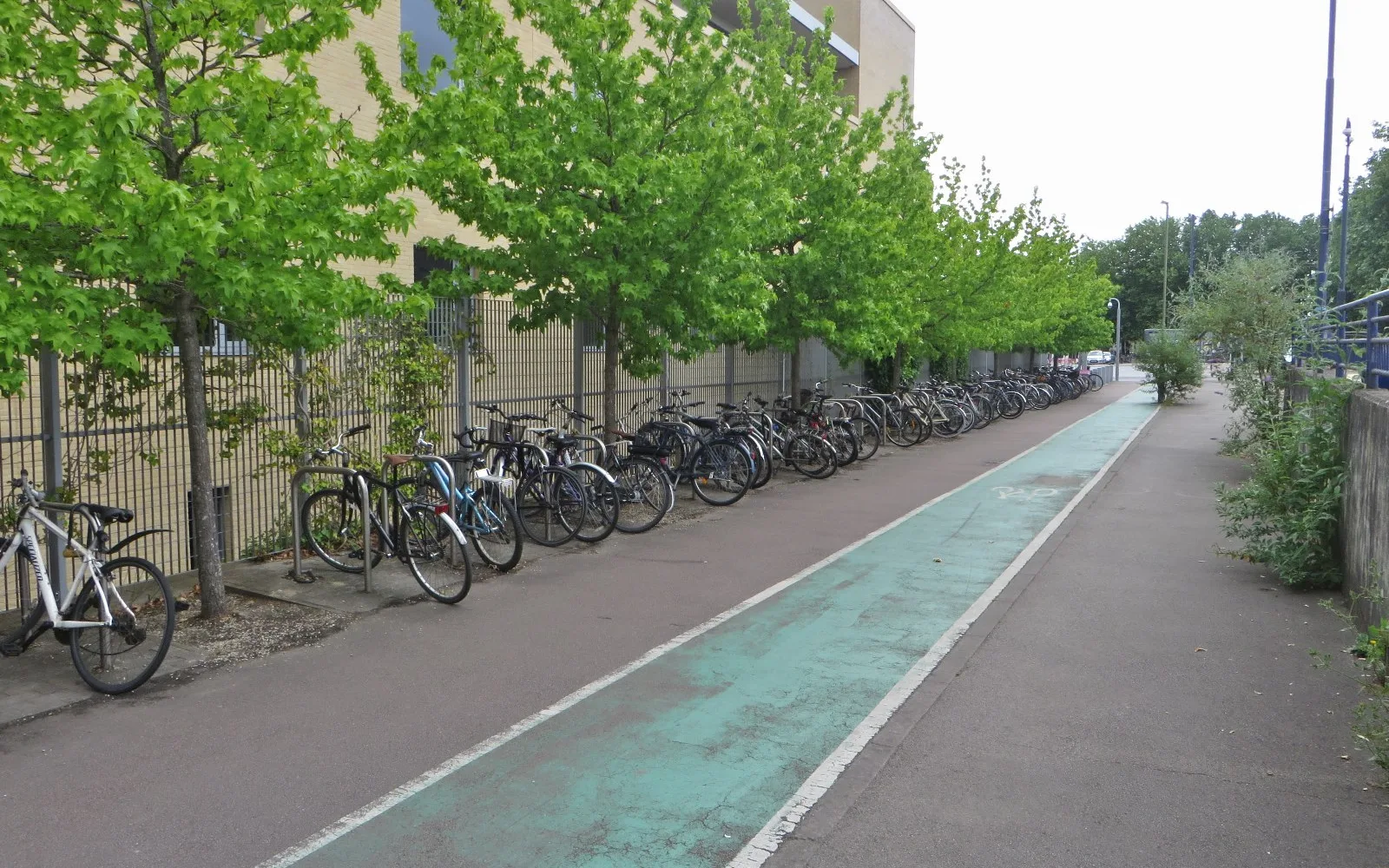 Bicycles parked along a tree-lined cycling path